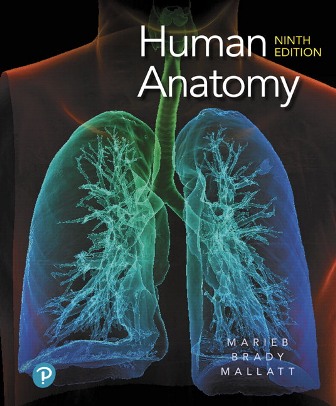 Test Bank for Human Anatomy 9th Edition Marieb